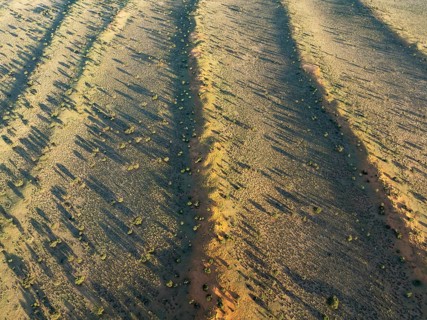 Parallel, linear sand dunes grown with camelthorn trees (Vachellia erioloba) in the Kalahari Desert