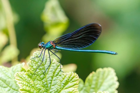 Beautiful Demoiselle (Calopteryx virgo) damselfly, male, a vibrant dragonfly with blue and green