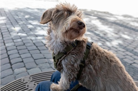 Dog, wire-haired dachshund, Franconia, Bavaria, Germany