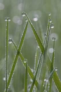 Grass, dew drops, rain, water, dew, grass blades, Moosham, Egling, Bavaria, Germany