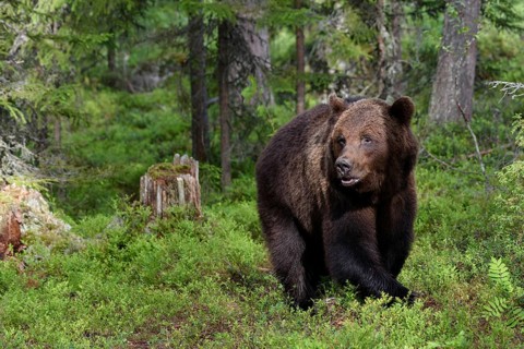 Animals, Mammals, European brown bear, bear, (Ursus arctos arctos), Finland, Scandinavia, Europe