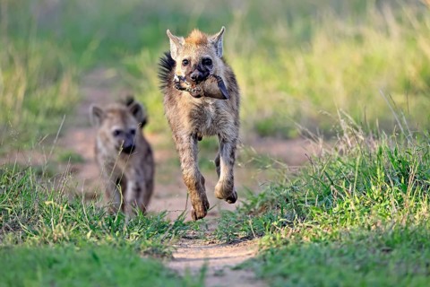 Spotted hyena (Crocuta crocuta), subadult, two, prey, bones, running, Kruger National Park, South