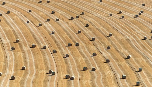 Golden hay bales resting in Limagne plain. Puy de Dome. Auvergne Rhone Alpes. France