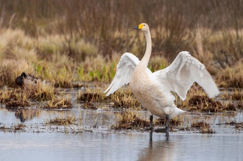 Whooper Swan (Cygnus cygnus), Goldenstedt, Lower Saxony, Germany