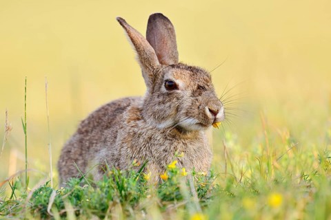 A wild rabbit (Oryctolagus cuniculus) sitting in a meadow, North Rhine-Westphalia, Germany