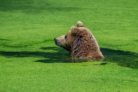 Bathing European brown bear (Ursus arctos) cooling down, chilling in water of pond covered in