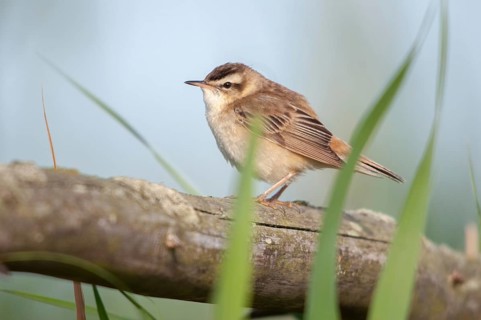 Acrocephalus Schoenobaenus, Sedge Warbler, Birds, Passeri, Songbirds, Birds, Warbler