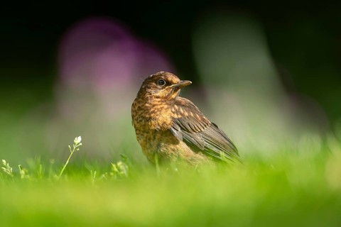 Eurasian blackbird (Turdus merula) adult female garden bird on a grass lawn, England, United