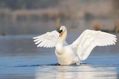 Mute swan (Cygnus olor), flapping wings, North Rhine-Westphalia, Germany
