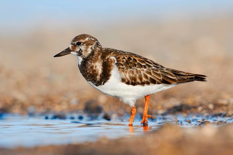 Turnstone (Arenaria interpres) in non-breeding plumage, Fuerteventura, Canary Islands, Spain