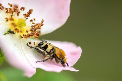 Bee beetle, leaf horn beetle, girdled brush beetle, smooth-brained brush beetle, brush beetle,