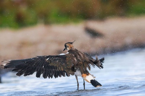 Lapwing, Vanellus Vanellus, Bath, Bathe, Birds, Charadriiformes, Flying, Flight, Limikolen, Plover,