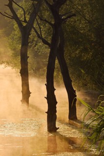 Dead trees in water at sunrise, North Rhine-Westphalia, Germany