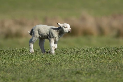 Domestic sheep (Ovis aries) juvenile baby lamb animal in a grass field in spring, England, United