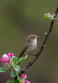 Chiffchaff, fruit tree blossoms, phylloscopus collybita, zilpzalp, birds, spring, high size,