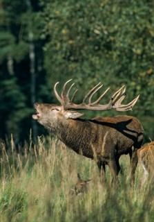 Artiodactyla, Cervus Elaphus, even-toed ungulate, cloven-hoofed, red deer, deer, deer, high size,