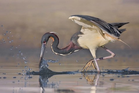 Animals Birds Herons Tricoloured Heron (Egretta tricolor), Florida