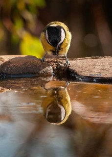 Great tit, great tit, parus major, bath, bird bath, birds, high size, portrait format, tits,