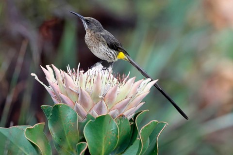 Cape Honeybird (Promerops cafer), adult, male, on flower, Protea, vigilant, Kirstenbosch Botanical