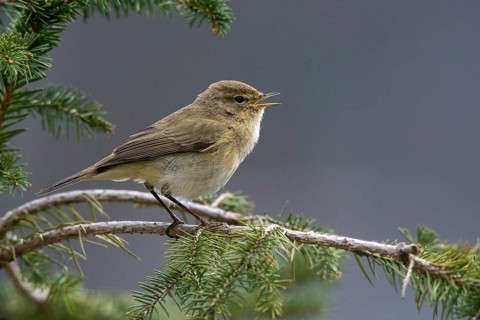 Chiffchaff, phylloscopus collybita, zilpzalp, birds, passeri, songbirds, birds