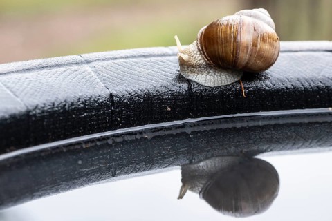 Garden snail (Helix pomatia), Emsland, Lower Saxony, Germany