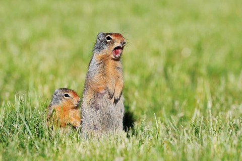 Columbia ground squirrel (Urocitellus columbianus, Spermophilus columbianus), a calling female with
