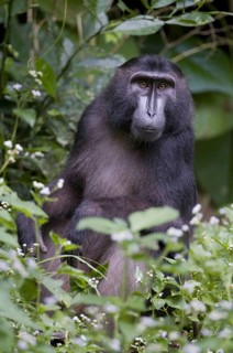 Indonesia Sulawesi Island Jungle Animal Animals Mammals Monkey Primate Primate Macak Macake
