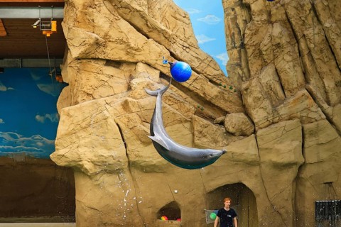 Delfinshow, Delfinarium Duisburg, Duisburg, North Rhine-Westphalia, Germany