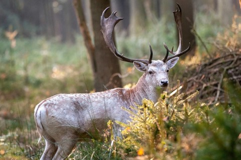 Dama dama, fallow deer, fallow deer, mammals, shovelers, mammals