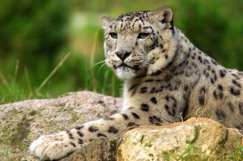 Animals, Mammals, Snow leopard on the lookout (Panthera unica)