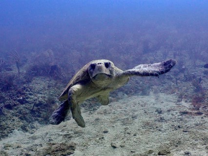 A large loggerhead sea turtle (Caretta caretta) swims beneath water that stretches out in shades of