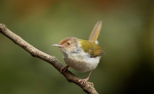 Common Tailorbird (Orthotomus sutorius) perched on a slender branch, Sreepur, Gazipur, bangladesh