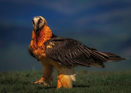 Bearded vulture (Gypaetus barbatus) close-up, Pyrenees, Spain