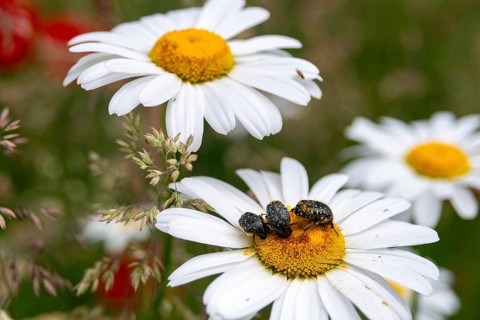 Asteraceae, leaf horn beetle, chrysanthemum leucanthemum, early daisy, daisy, leucanthemum vulgare,