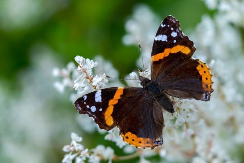 Admiral, Red Admiral, Vanessa Atalanta, Butterfly, Insects, Butterfly, Butterflies