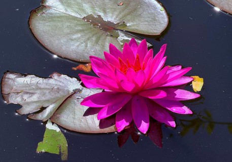 Water lily (Nymphaea), Rombergpark Botanical Garden, Dortmund, North Rhine-Westphalia, Germany