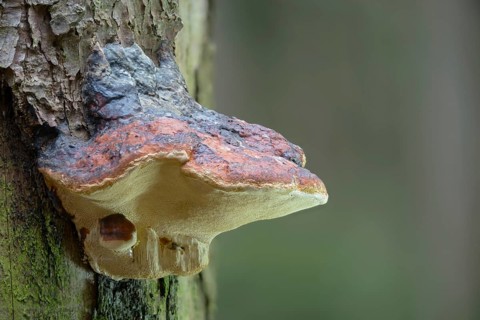 Tree sponge, spruce porling, fomes marginatus, fomitopsis pinicola, pine porling, red-banded