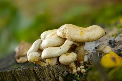 Pale Schueppling, Gummischüppling, Pholiota Gummosa, Straw Pale Schueppling, Fungus, Mushrooms,