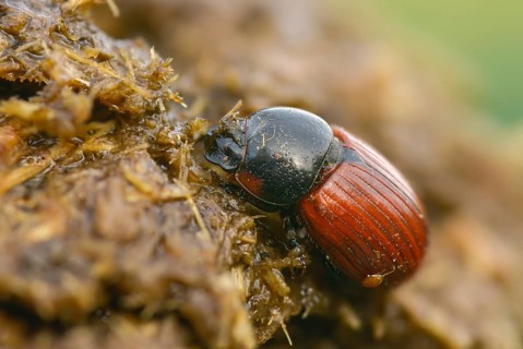 Aphodius cf. fimetarius, aphodius fimetarius, dung beetle, common dung beetle, red-winged dung