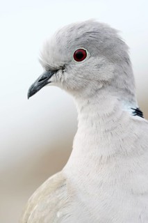 Eurasian Collared Dove (Streptopelia decaocto), portrait, Fuerteventura, Canary Islands, Spain
