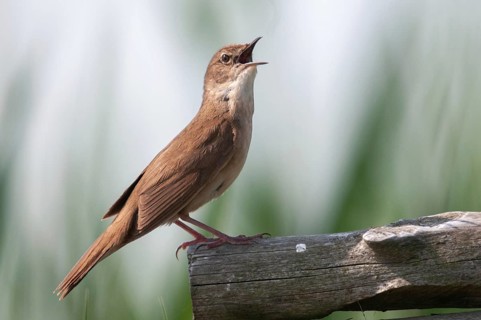 Locustella luscinioides, cane swirl, Savi's warbler, birds, song, passeri, singing, songbirds,