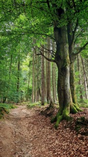 Large tree next to a rural forest trail in a dense tree landscape, hiking in the Fichtelgebirge