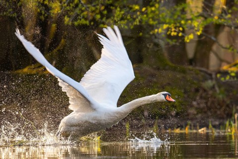 Mute Swan (Cygnus olor), Ahlhorn Fish Ponds, Ahlhorn, Lower Saxony, Germany
