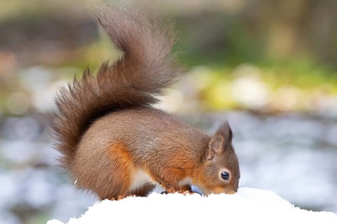 Red squirrel (Sciurus vulgaris) adult animal in snow in winter, England, United Kingdom