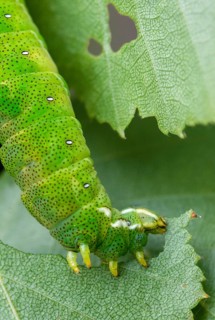 Birch moth, endromis versicolora, kentish glory, butterfly, high size, portrait, inchworm, insects,