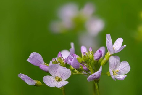 Brassicaceae, Cardamine Pratensis, Cruciferous Vegetables, Bubble Weed, Meadowfoam, Cuckooflower,