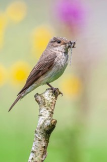 Grey Flycatcher (Muscicapa striata) with its prey, Oldenburger Münsterland, Goldenstedt, Lower
