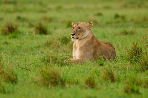 An alert lioness gazes into the distance whilst lying in the grassy savannah, lioness (Panthera