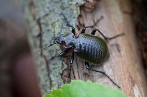 Calosoma inquisitor, small doll predator, climbing beetle, lesser searcher, beetle, coleoptera,