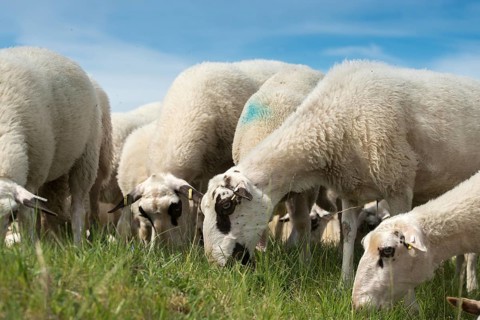 Artiodactyla, domestic sheep, even-toed ungulate, Germany, domestic sheep, nabu, natural heritage,